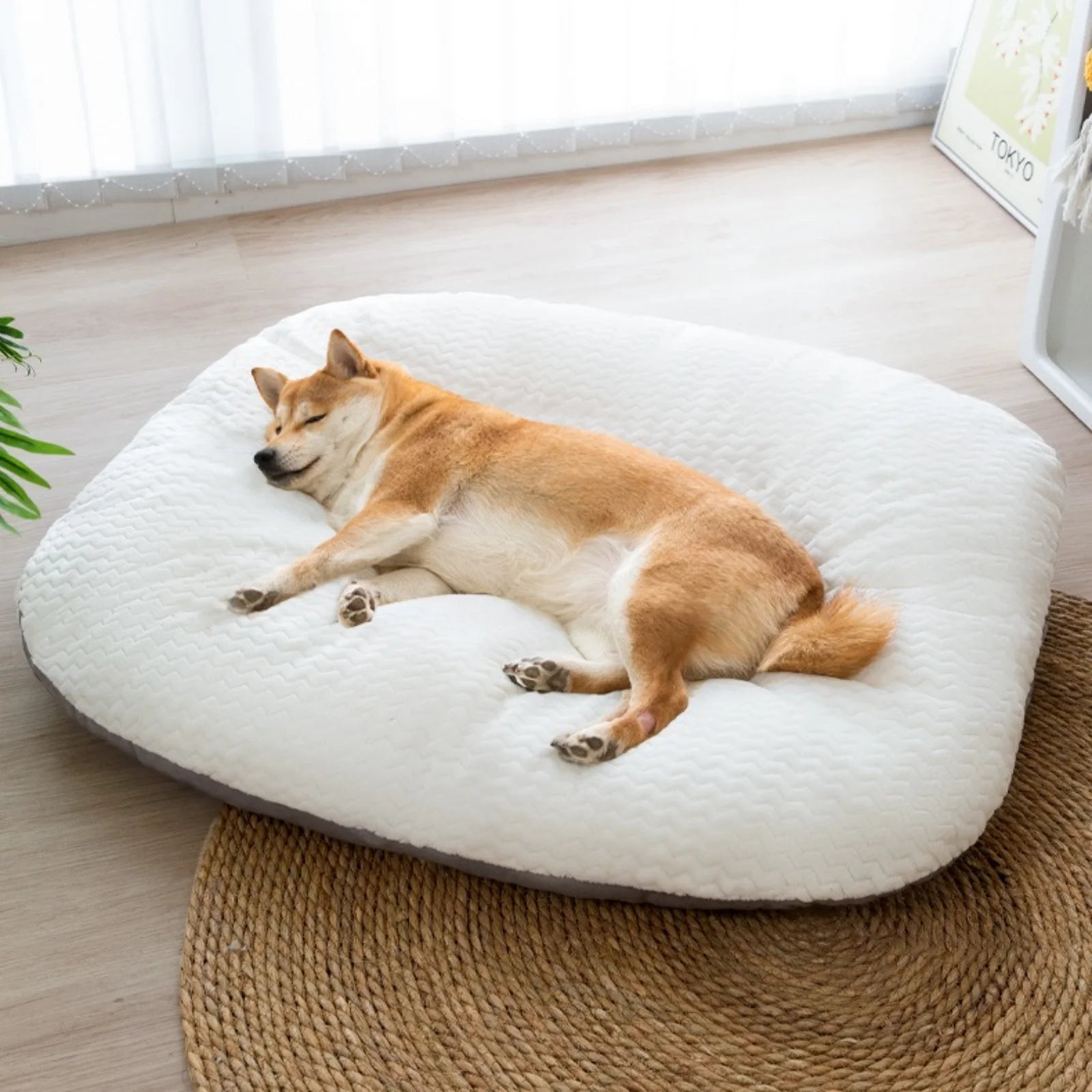Dog Resting Cloud