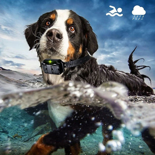 Electric Dog Training Collar