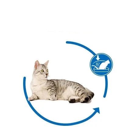 Royal Canin 7+ Years Old Indoor Elderly Dry Cat Food