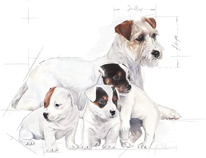 Royal Canin Baby Dog Milk Powdered Food