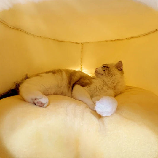 Winter Pet House